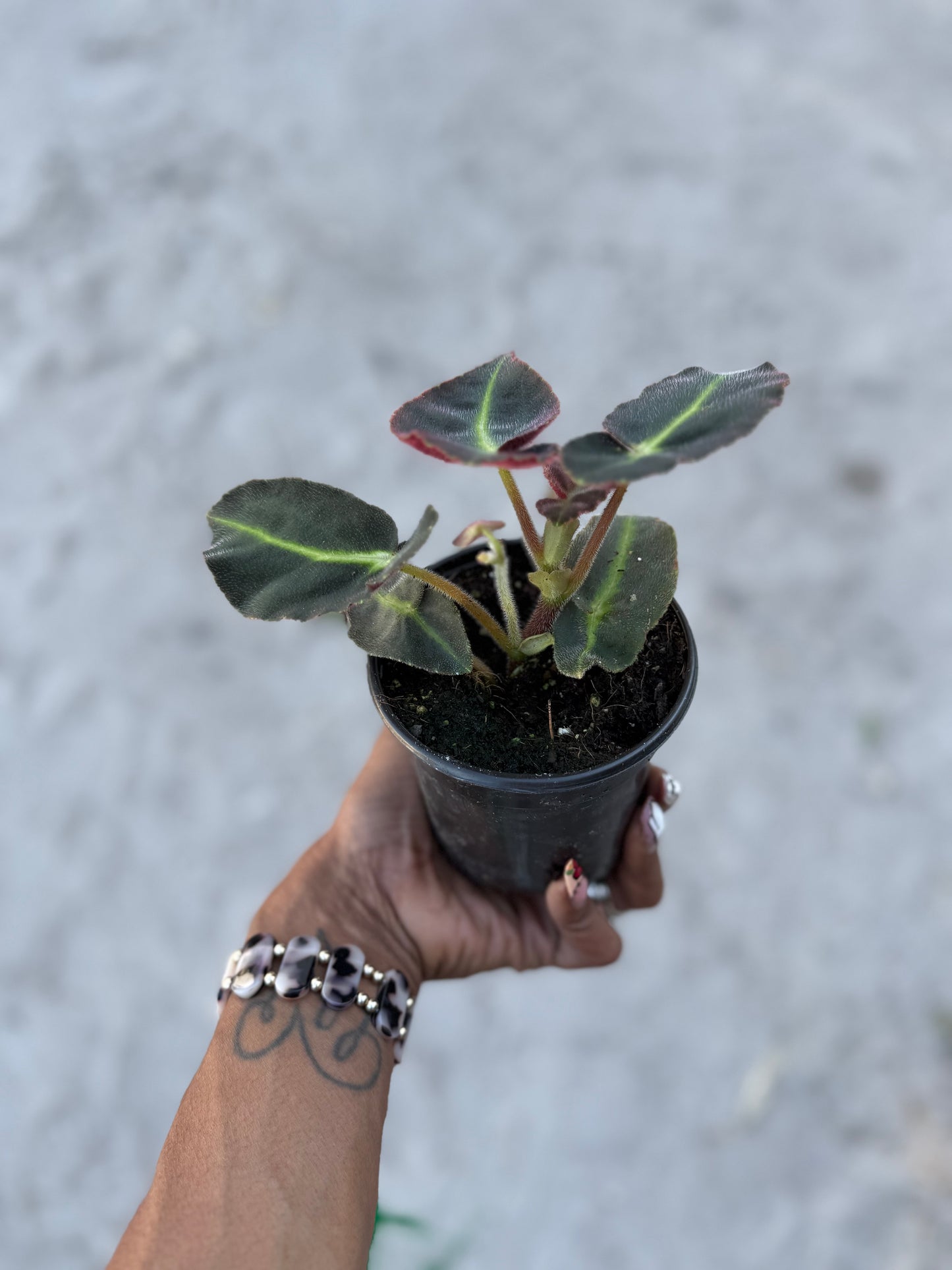 Begonia Listada