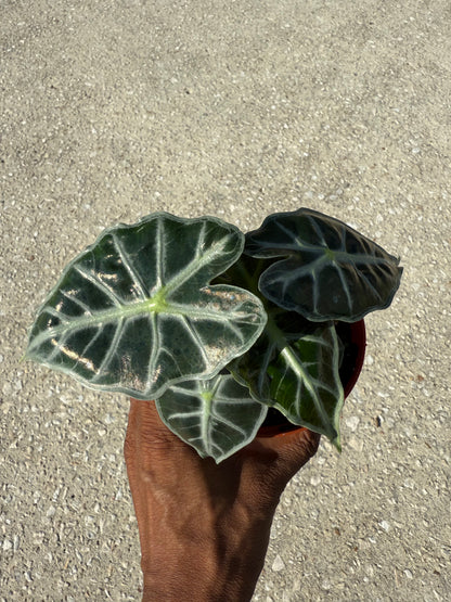 Alocasia Parasol ‘Mandalay’