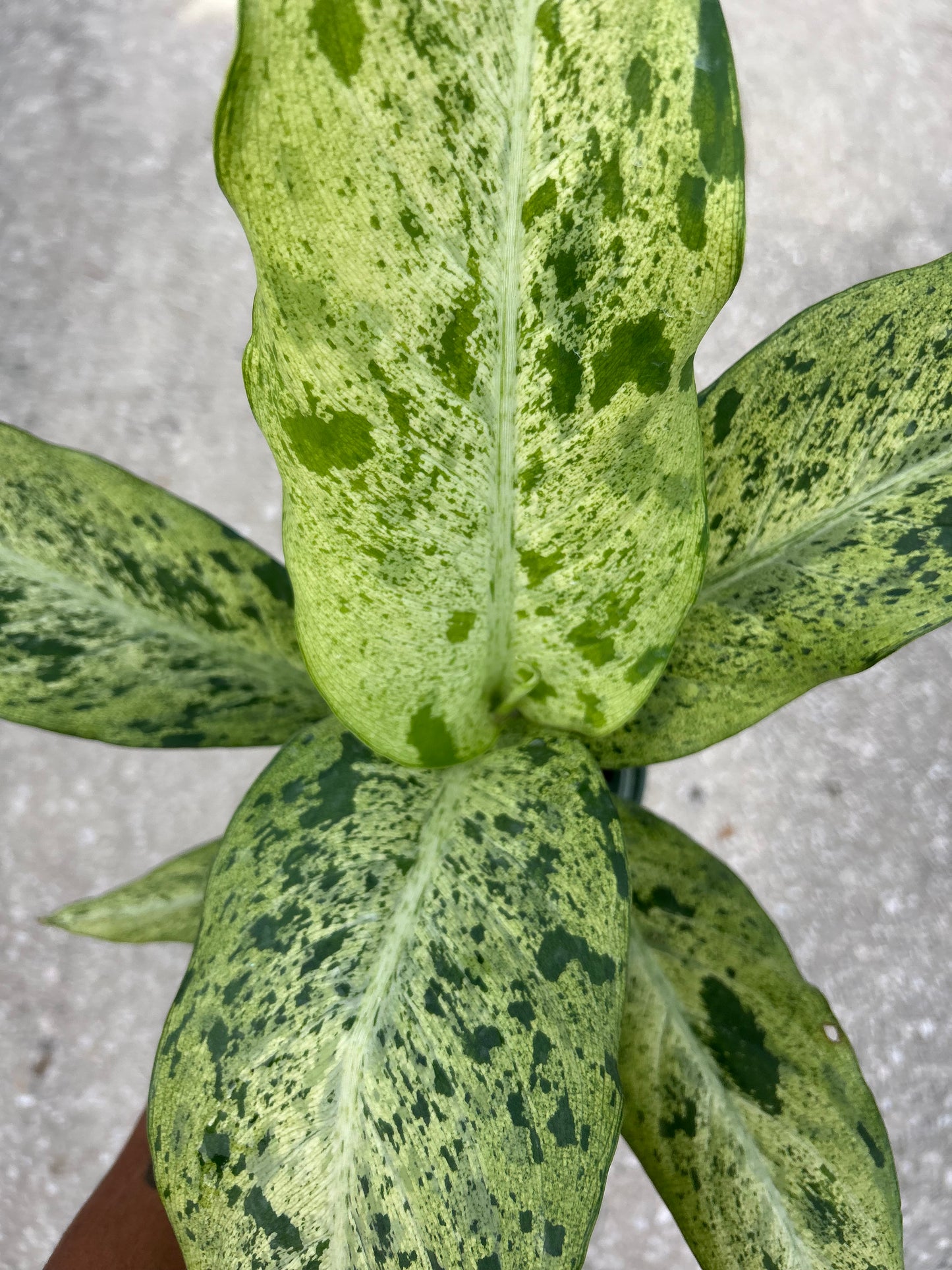 Dieffenbachia 'Maui Wowie'