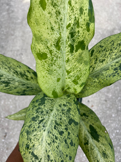 Dieffenbachia 'Maui Wowie'