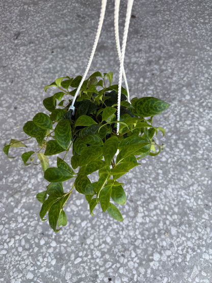 Aeschynanthus 'Lipstick Plant'