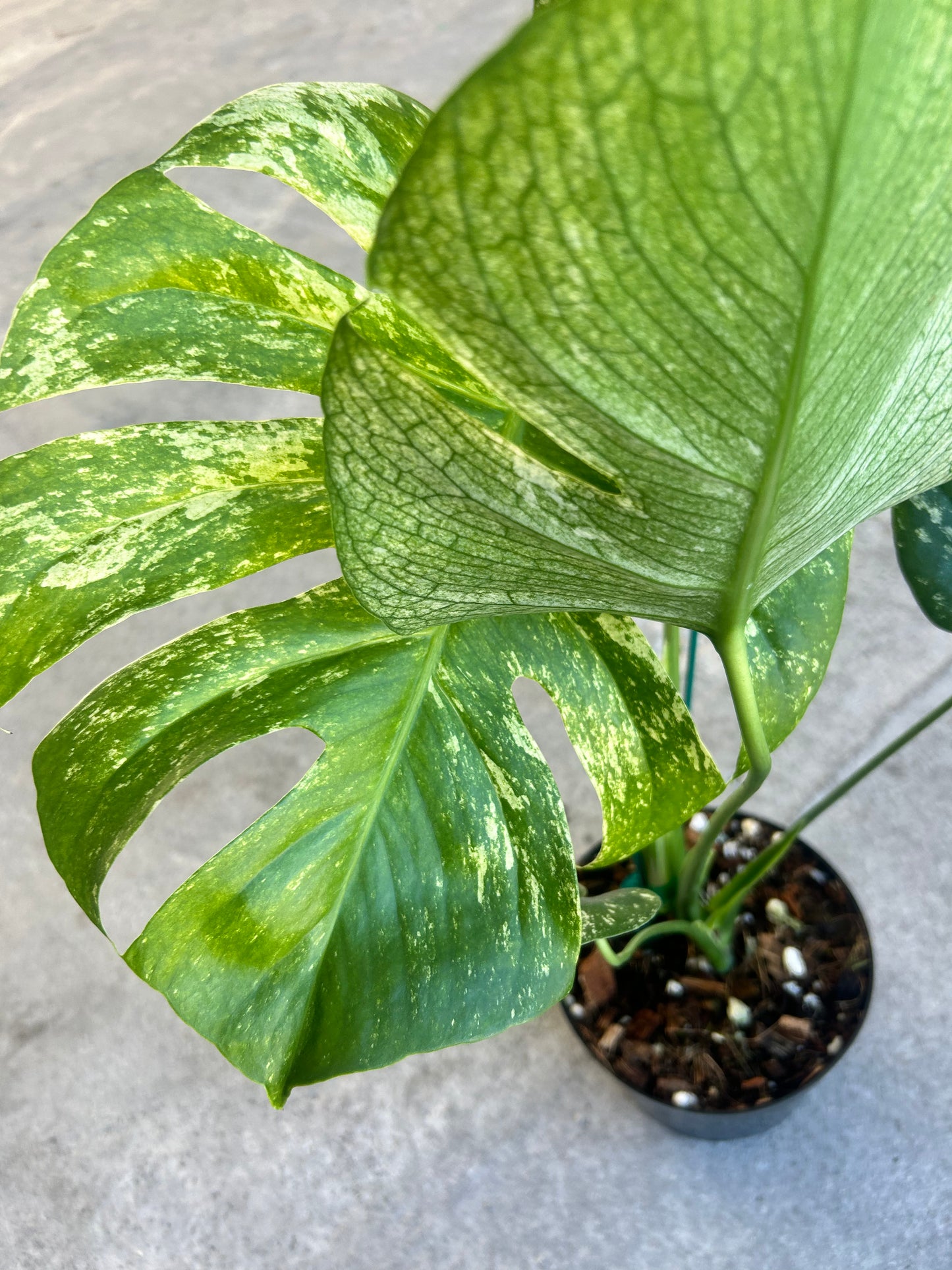 Monstera White Monster