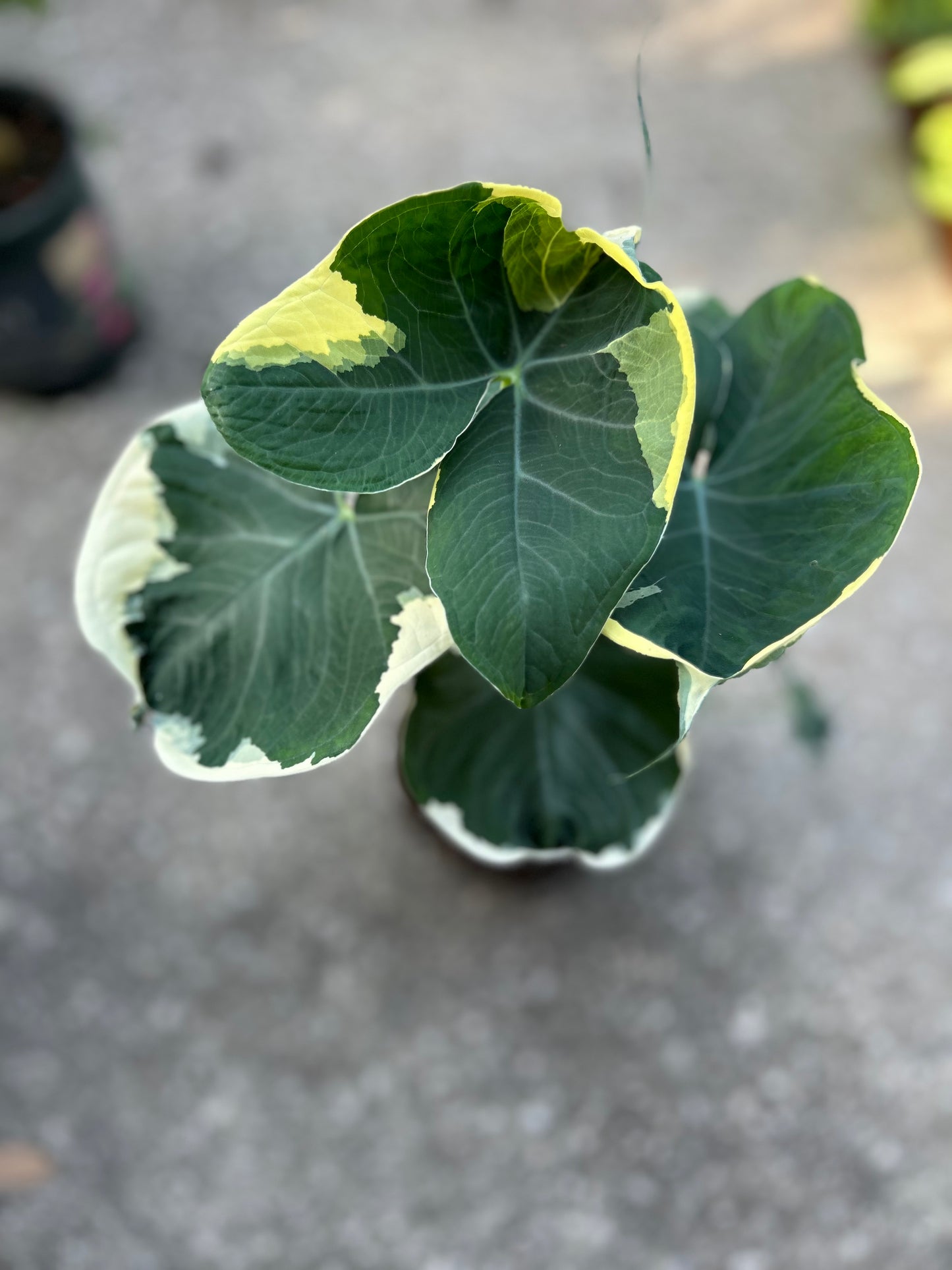 Alocasia 'Mickey Mouse'-Xanthosoma Albo