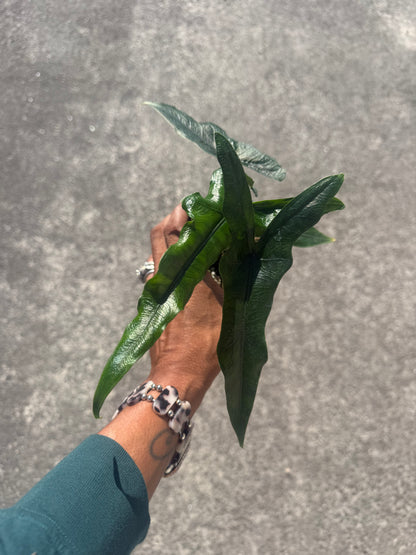 Alocasia Sabrina