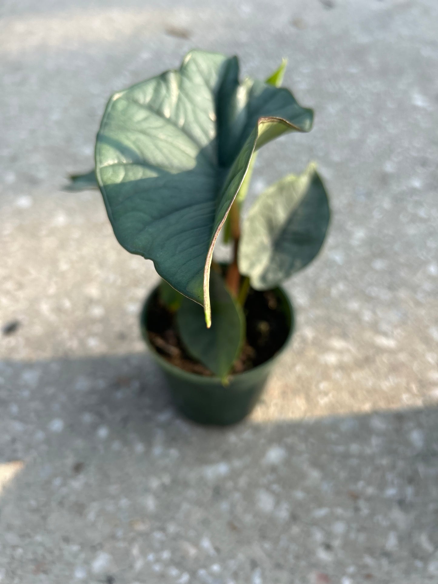 Alocasia Platinum