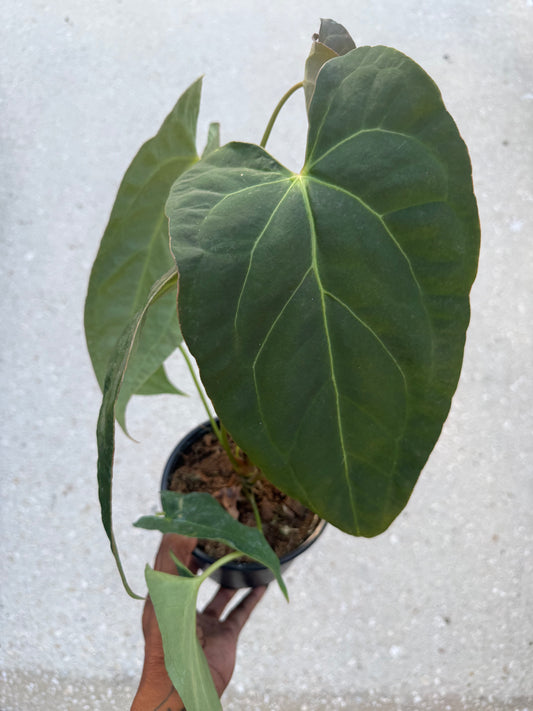Anthurium red crystallinum x  crystallinum