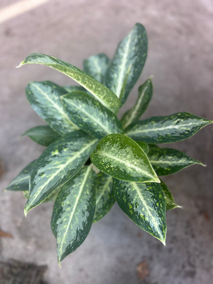 Aglaonema Commutatum “Milky Way”