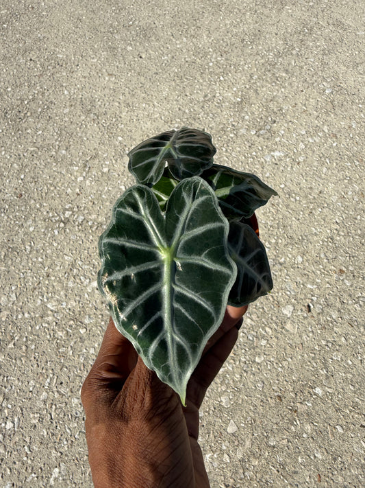 Alocasia Parasol ‘Mandalay’