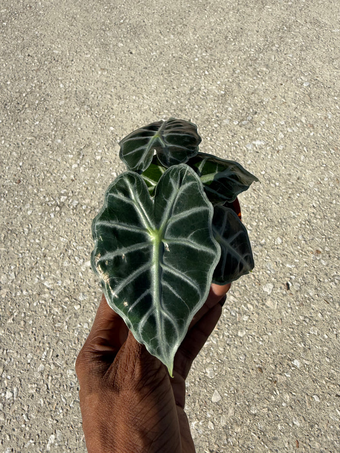 Alocasia Parasol ‘Mandalay’