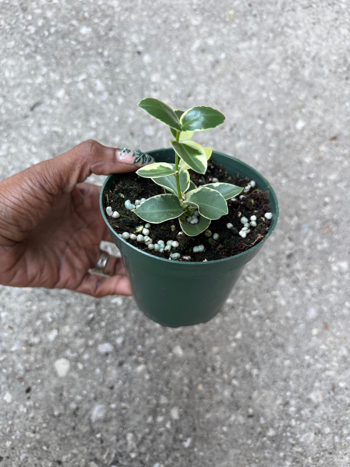 Hoya 'Cumingiana' albo