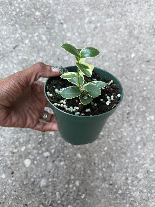 Hoya 'Cumingiana' albo