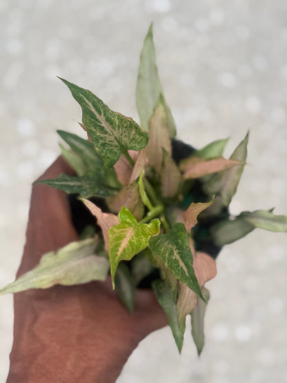 Syngonium 'Mickey'
