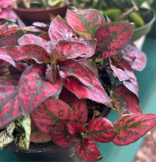 Fittonia  "Red" Nerve plant