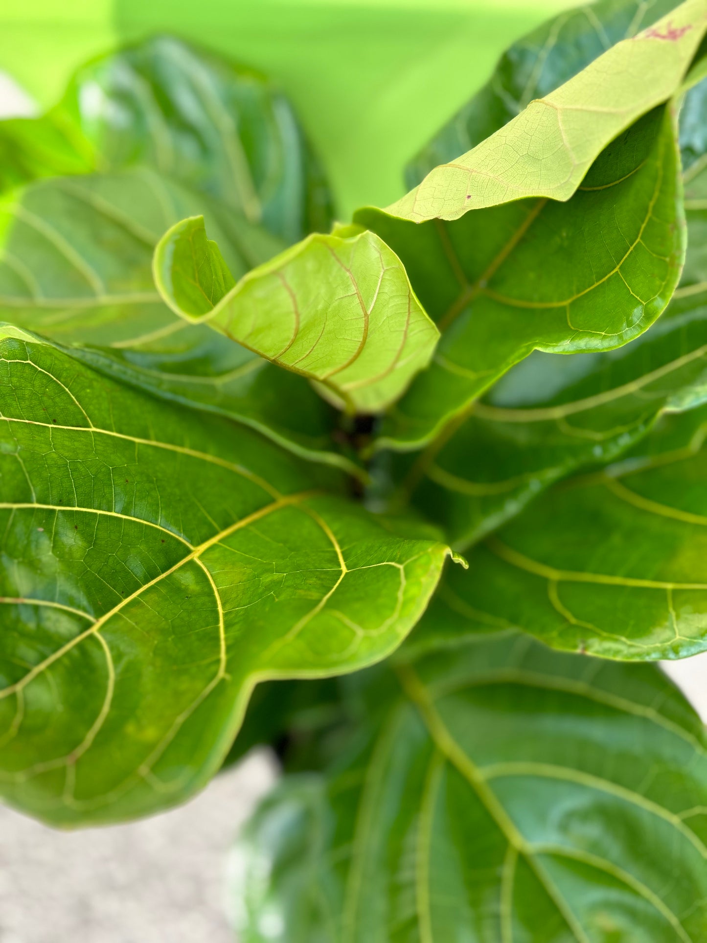 Ficus Lyrata Fiddle Leaf Fig