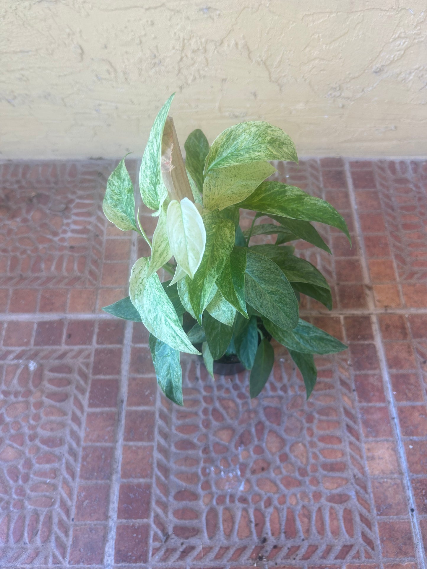 Monstera Adansonii var laniata variegated mint