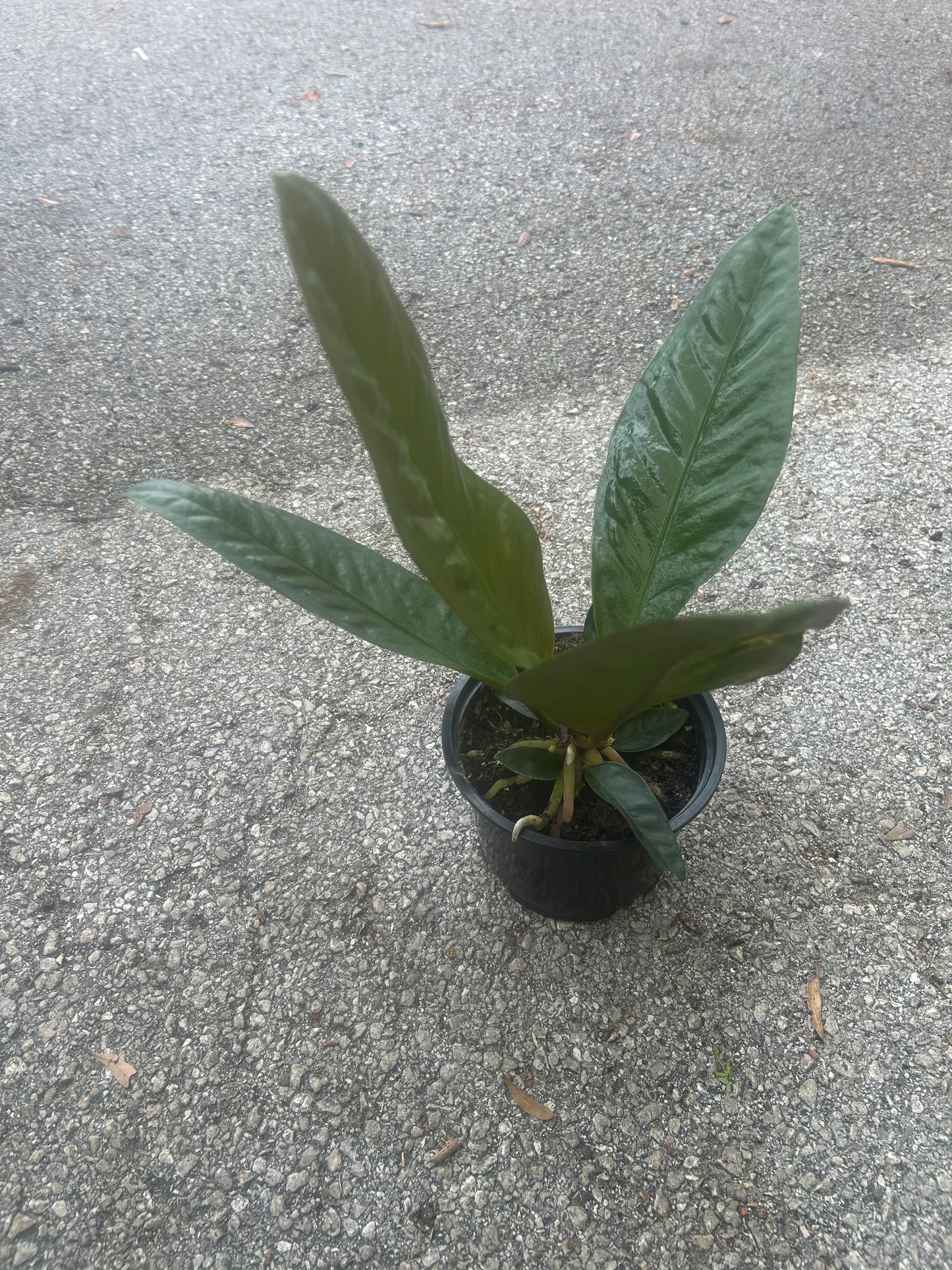 Anthurium Superbum