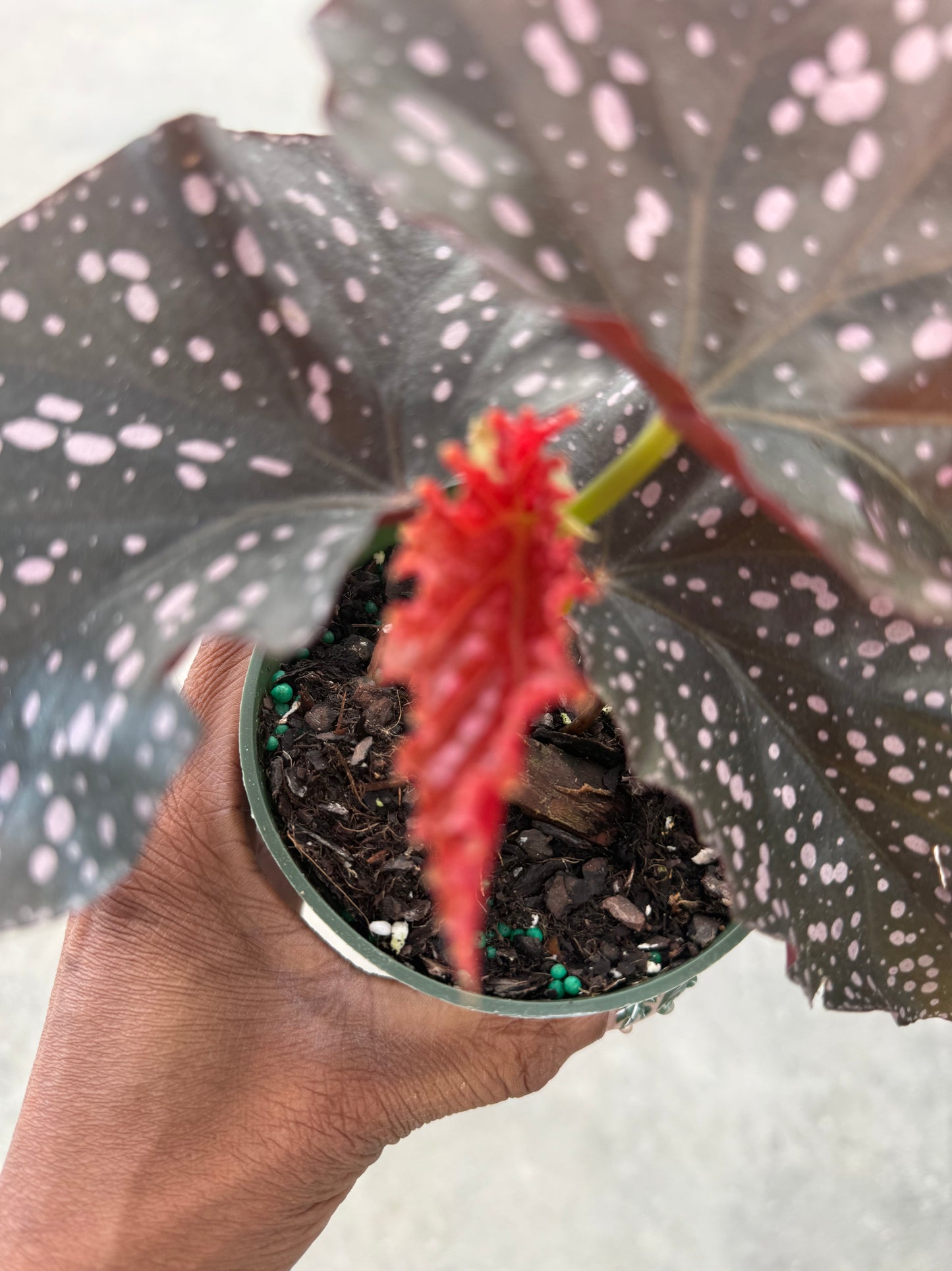 Begonia Crackling Rosie