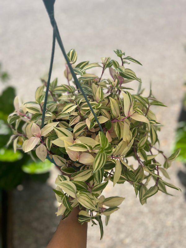 Tradescantia 'Tri-color' – Prop & Grow Plant Shop