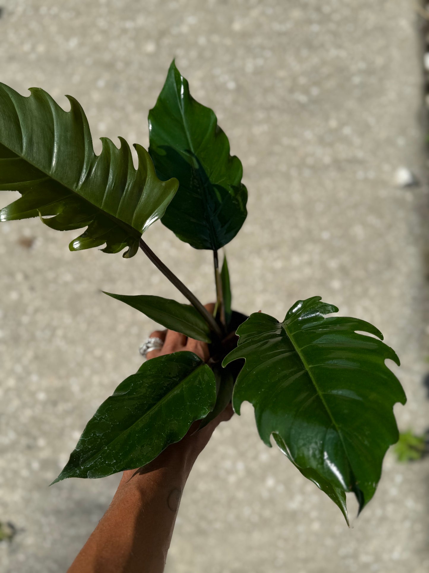 Philodendron 'Choco Empress'