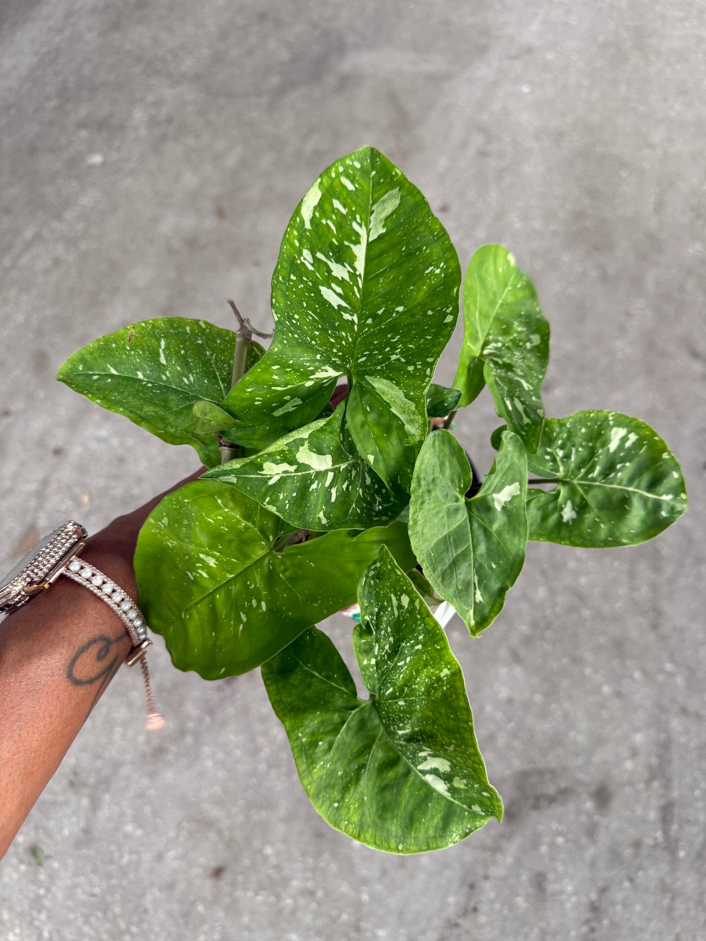 Syngonium 'Panda'