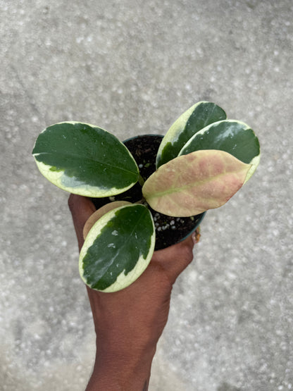 Hoya obovata albo