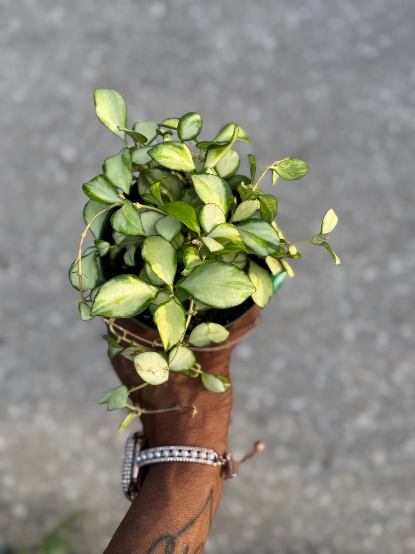 Hoya Heuschkeliana Variegata