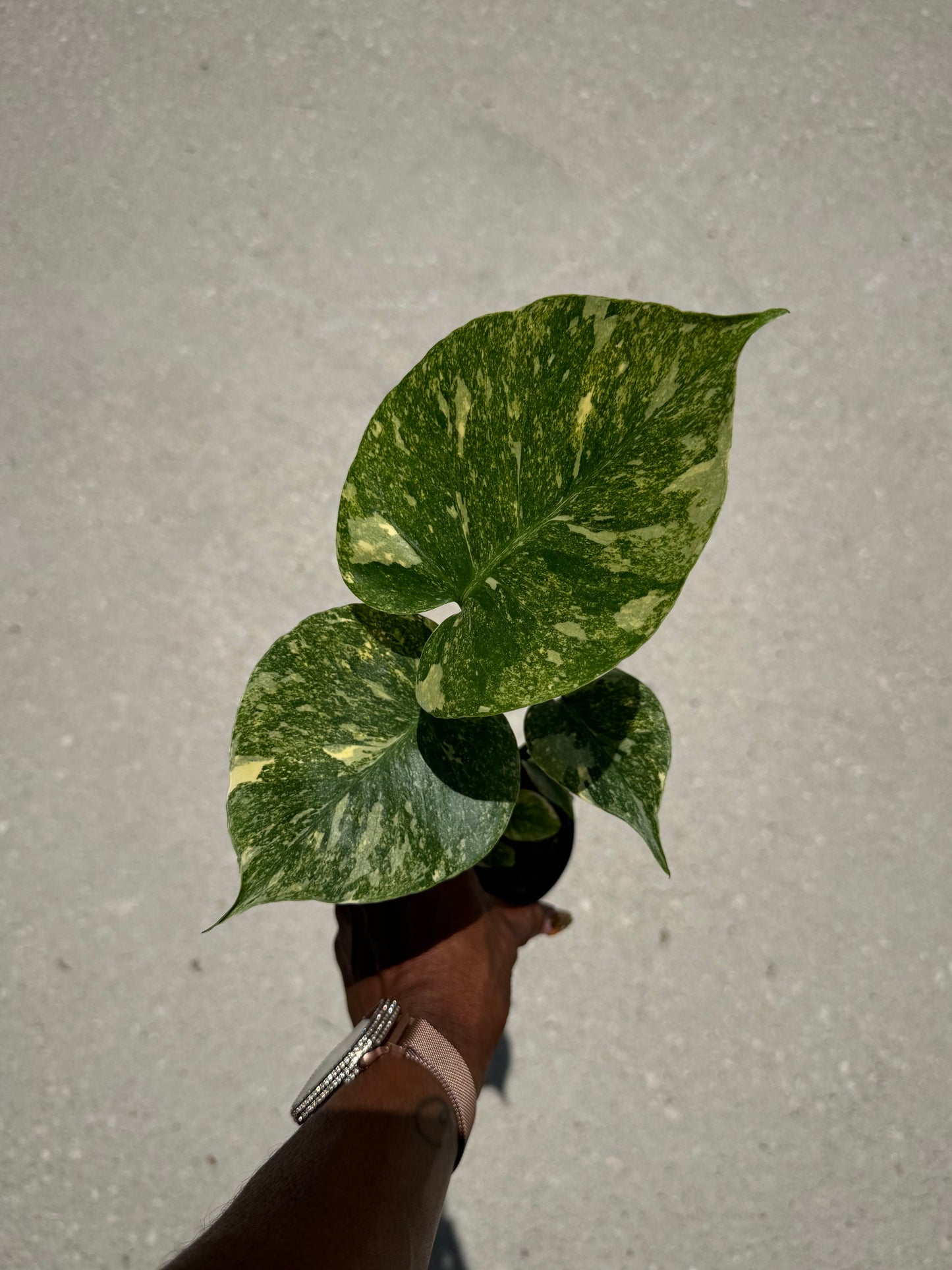 Monstera Legacy