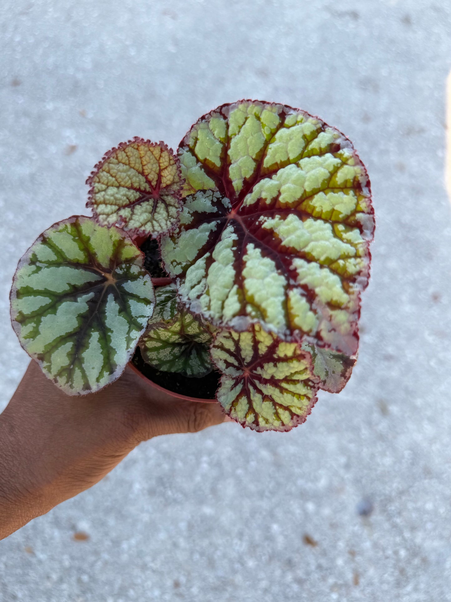 Begonia Rex ‘Fedor’