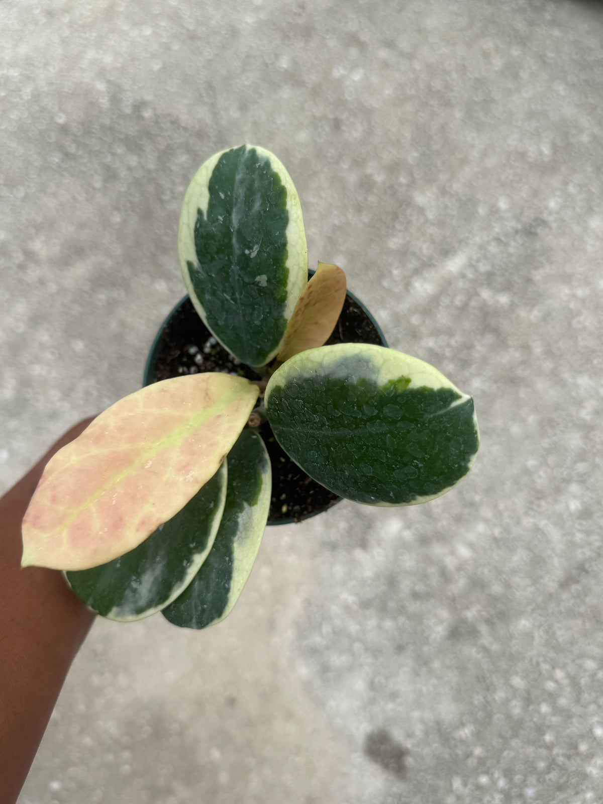 Hoya obovata albo