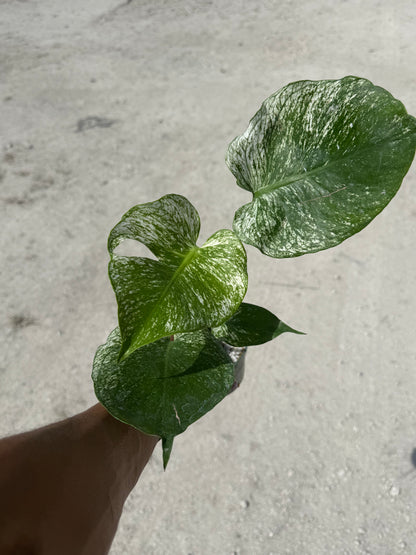 Monstera Devil Monster