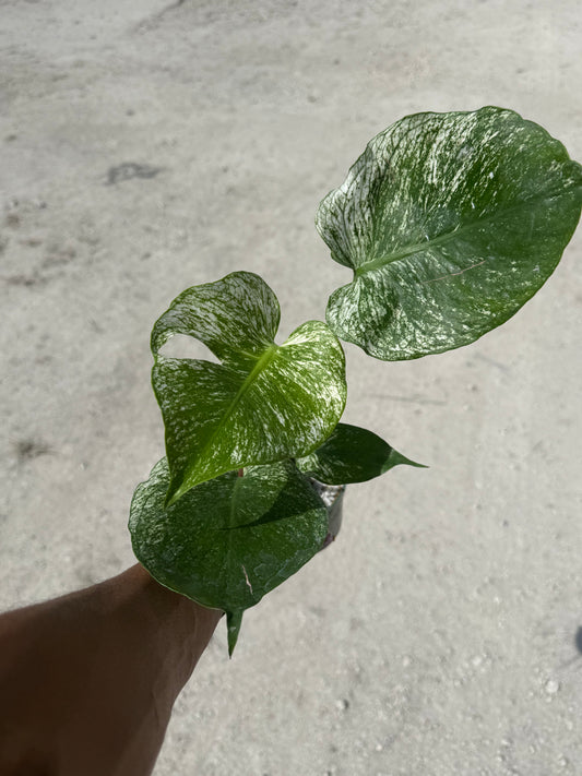 Monstera Devil Monster