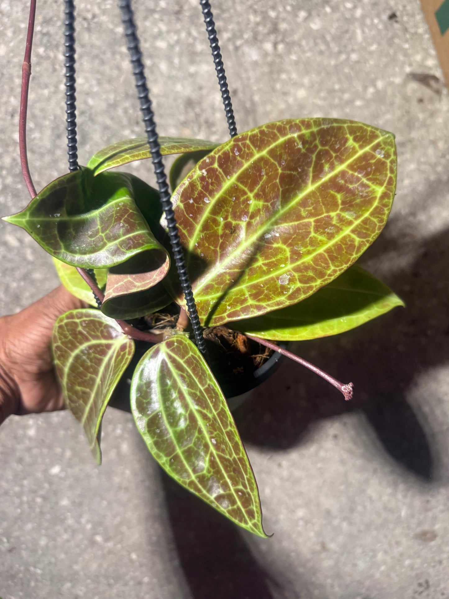 Hoya Latifolia Sarawak
