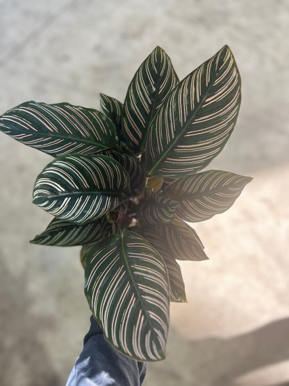 Calathea Ornata 'Pinstripe'