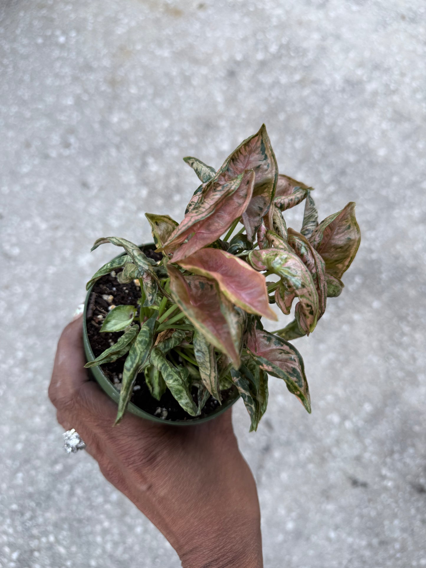Syngonium Pink Rolli