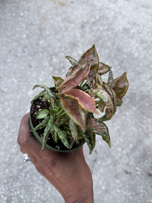 Syngonium Pink Rolli
