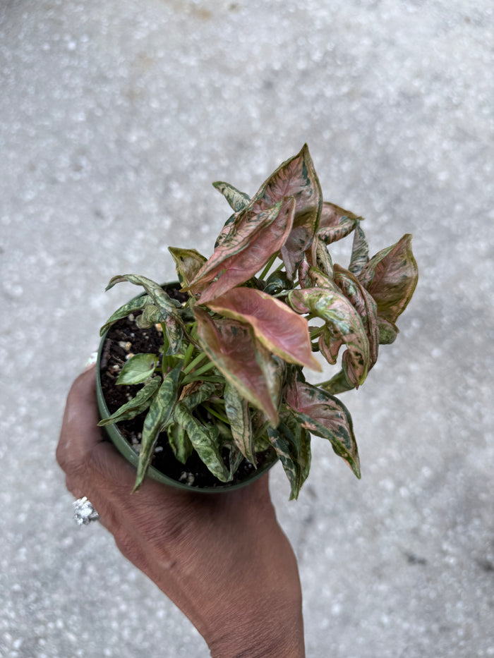 Syngonium Pink Rolli