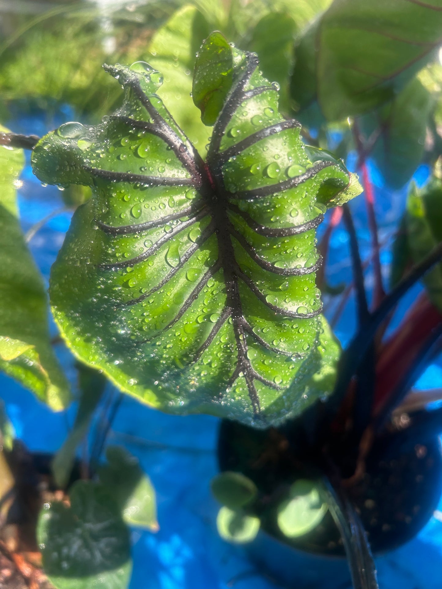 Colocasia Pharaoh's Mask