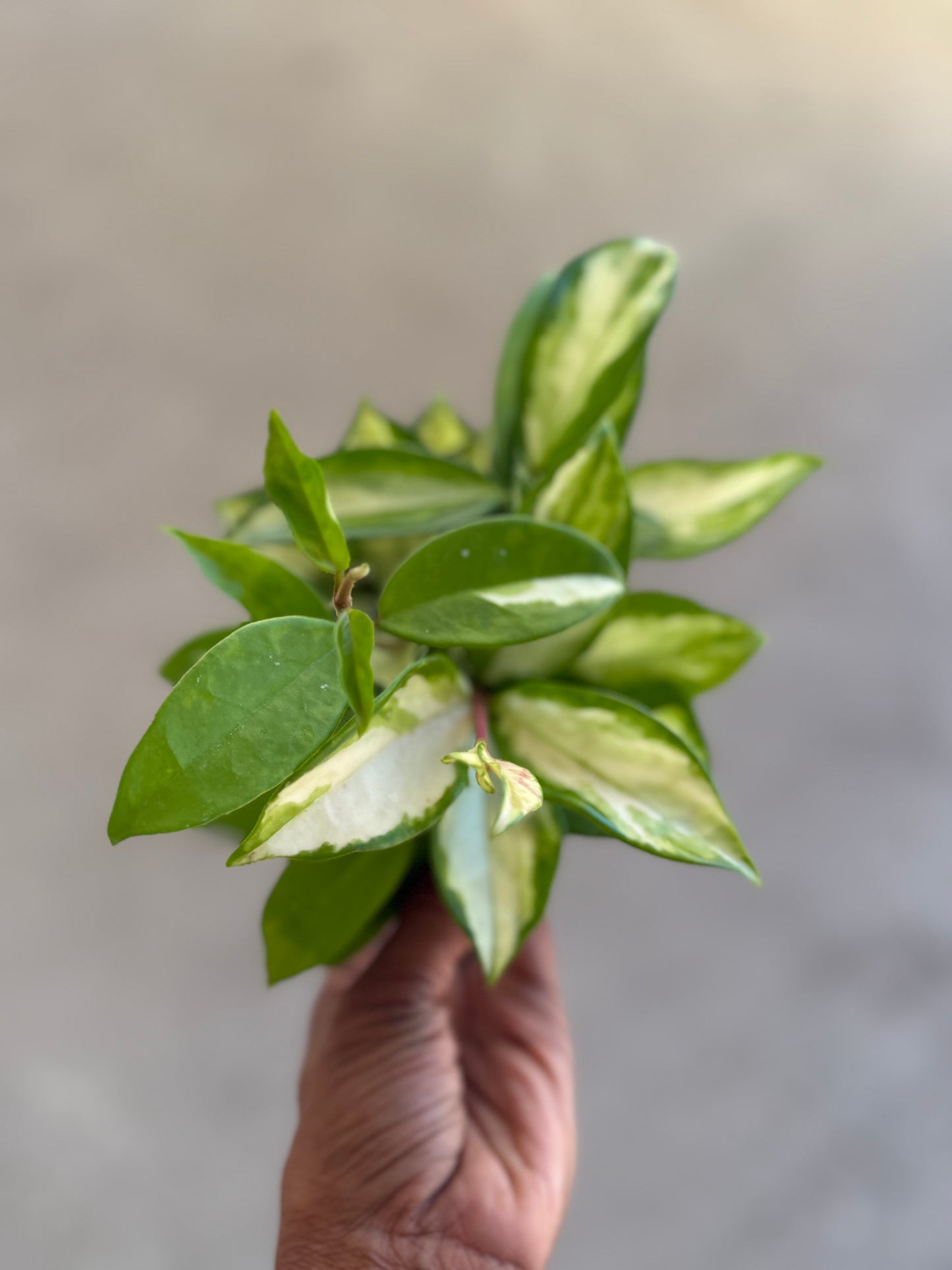 Hoya 'Krimson Princess'