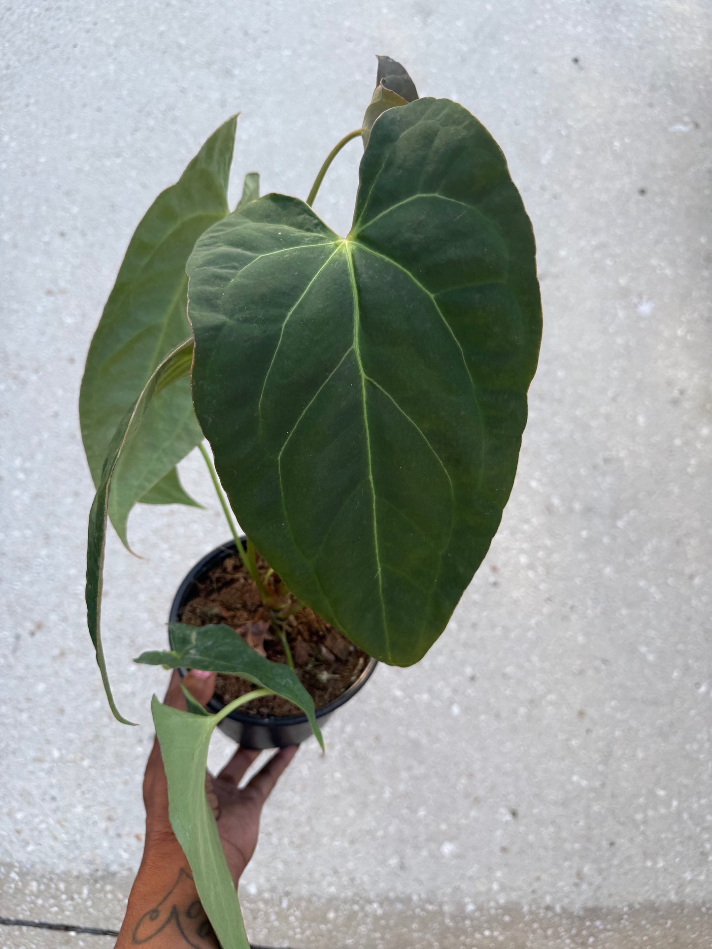 Anthurium Red Crystallinum x  Crystallinum