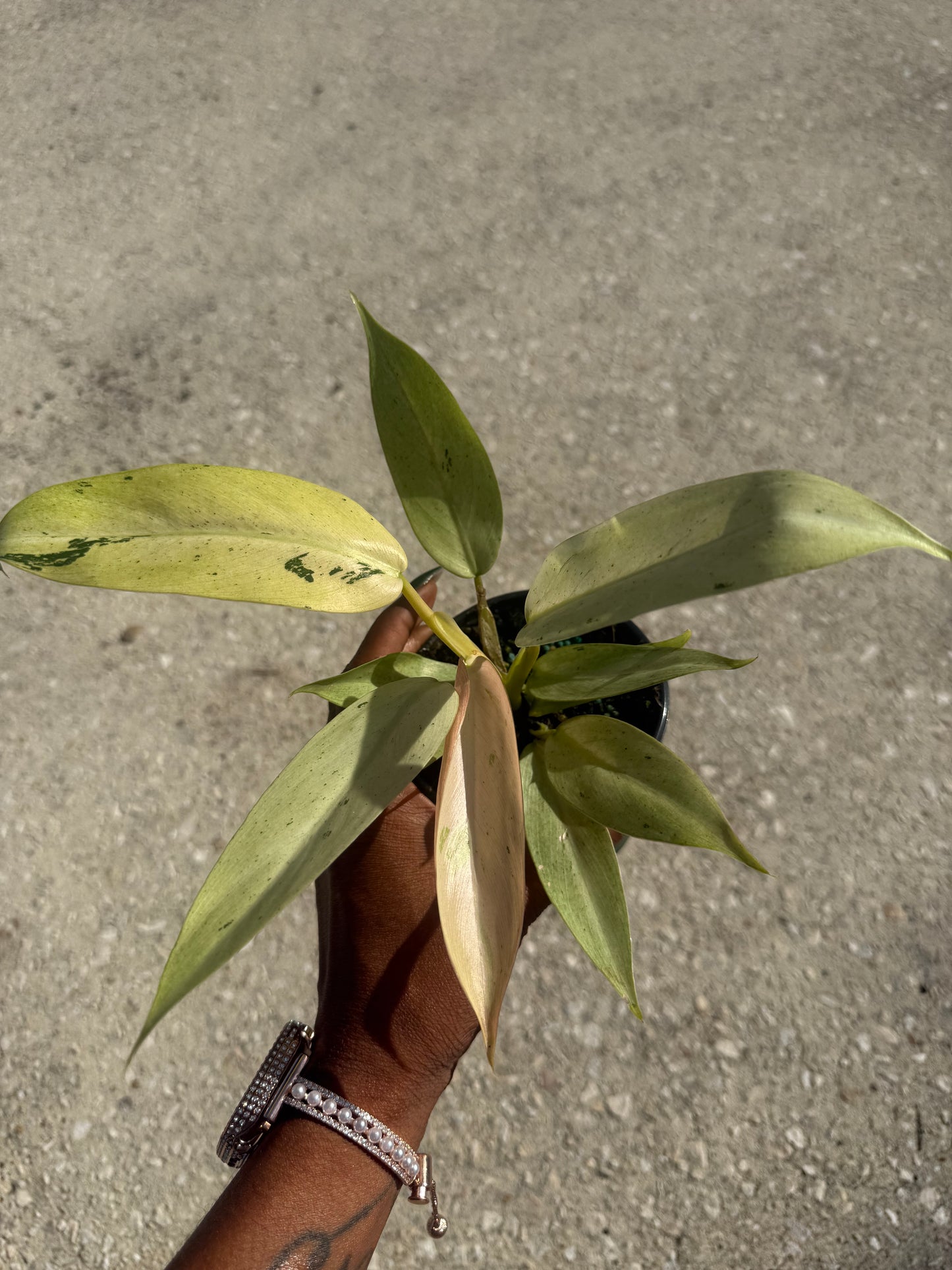 Philodendron 'Whipple Way'