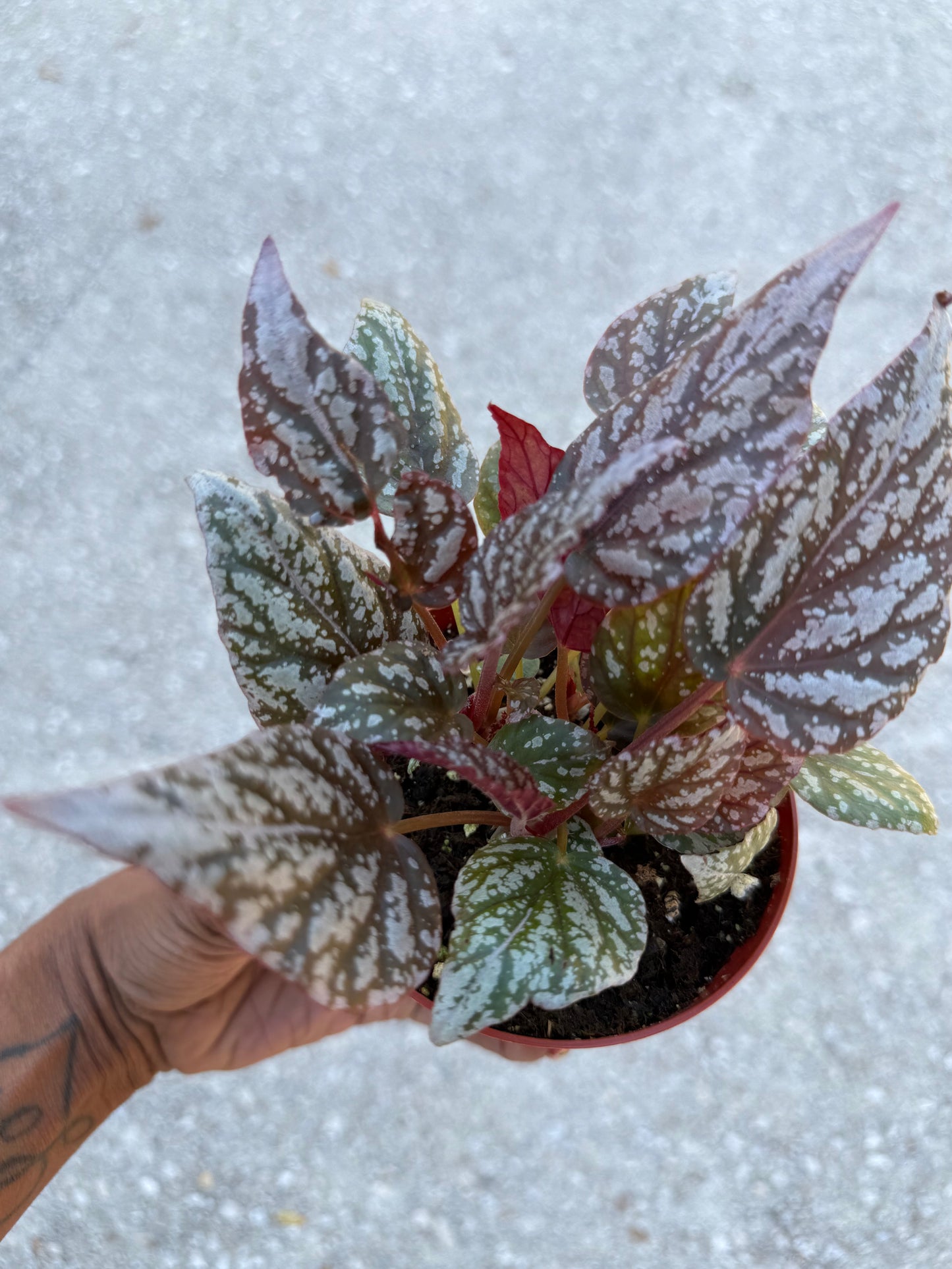 Begonia Rex ‘Jolly Silver’
