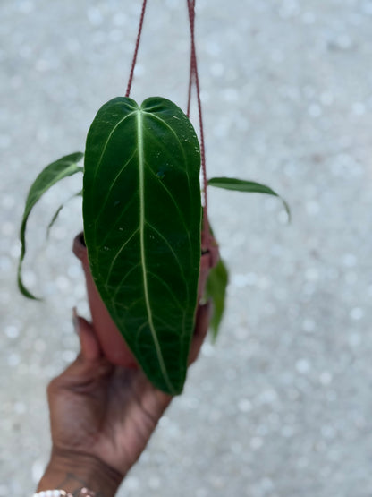 Anthurium 'Warocqueanum'