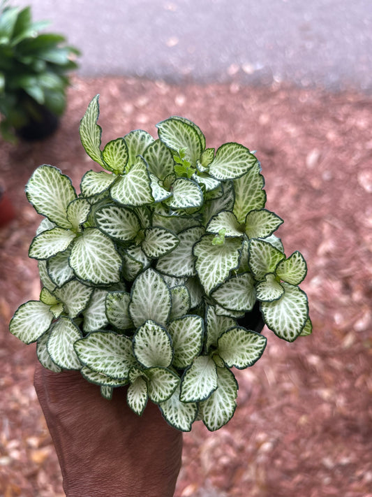 Fittonia White nerve plant