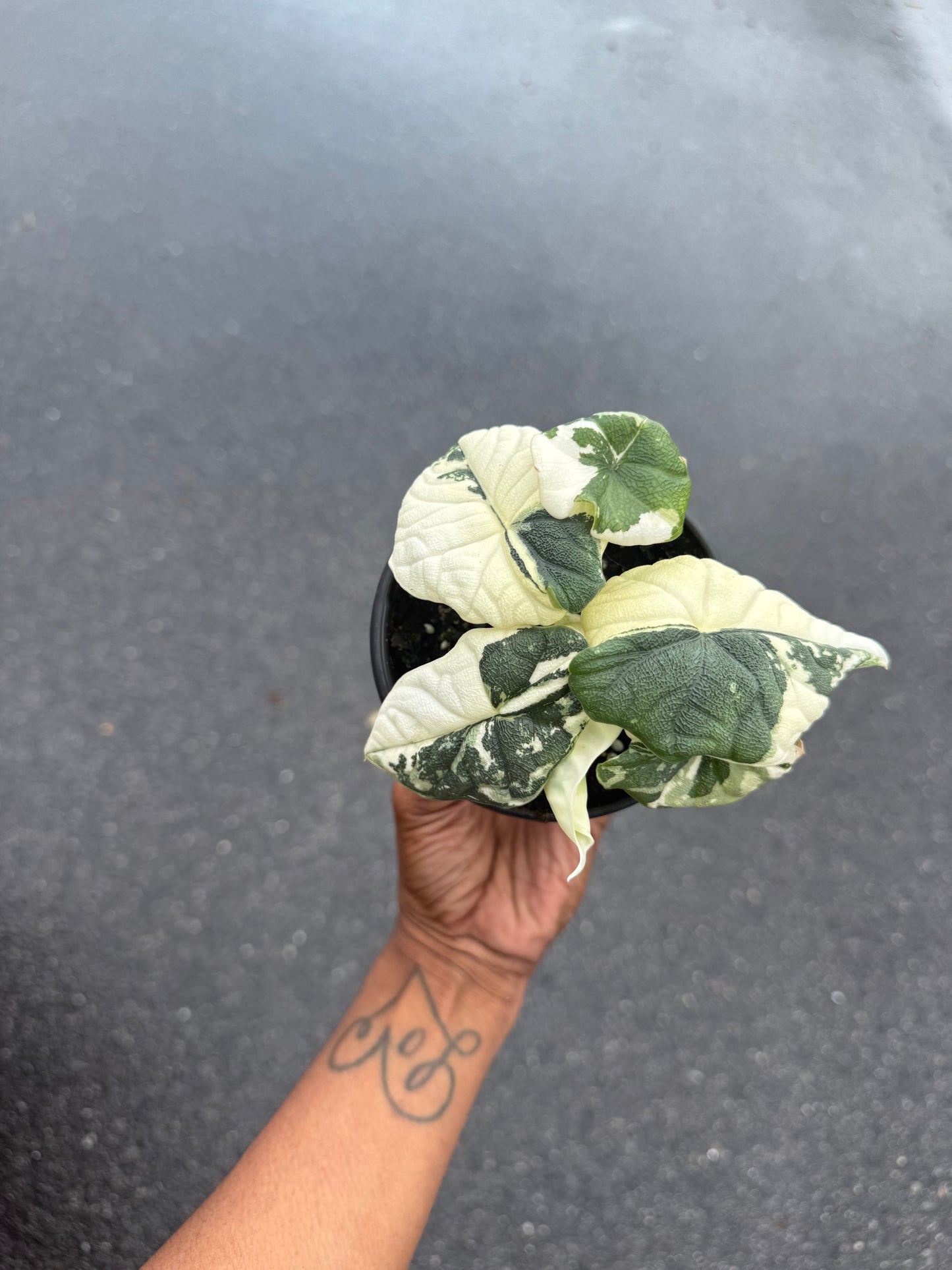 Alocasia Melo Variegated Albo