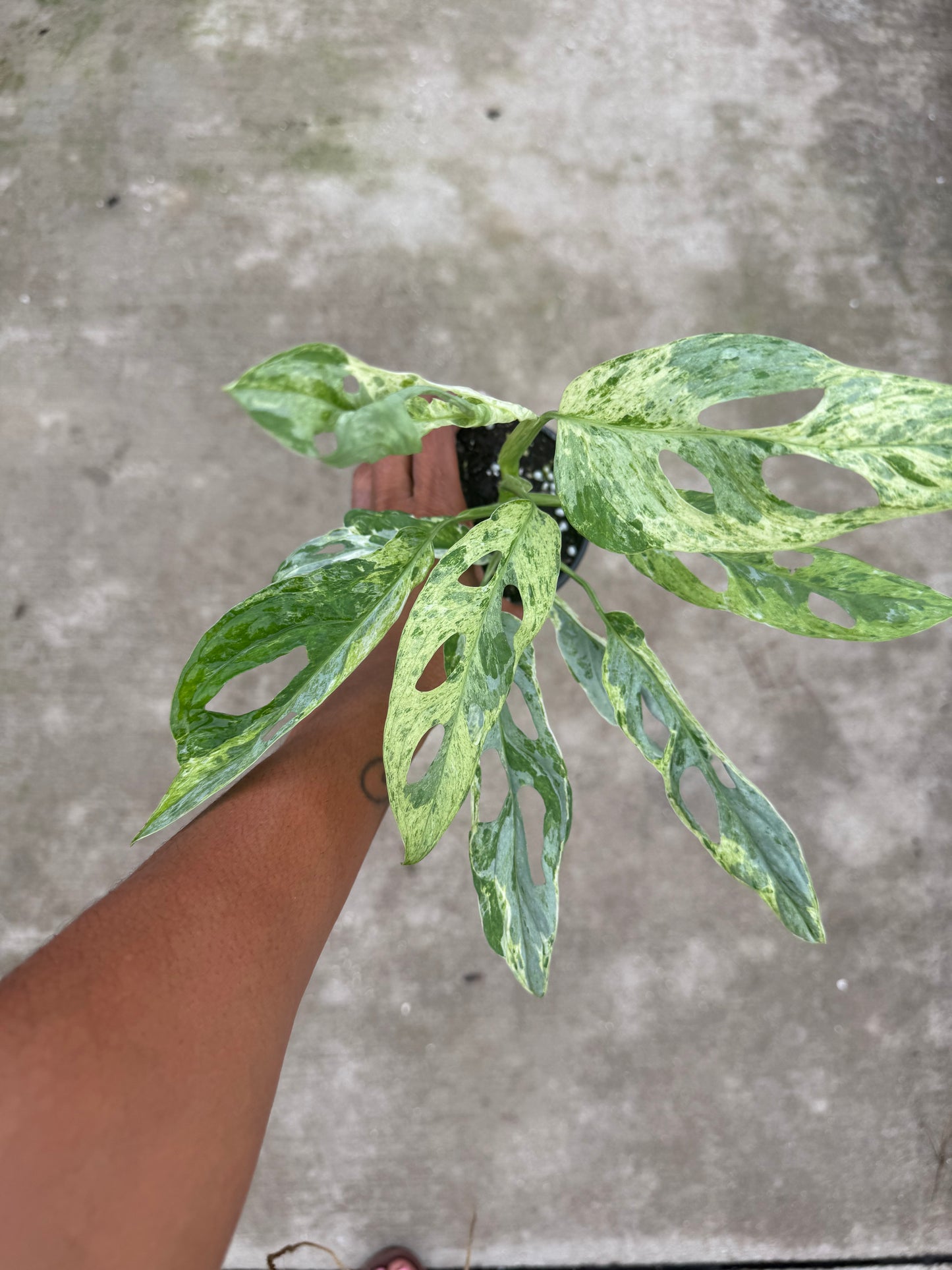 Monstera Adansonii Giant Variegated