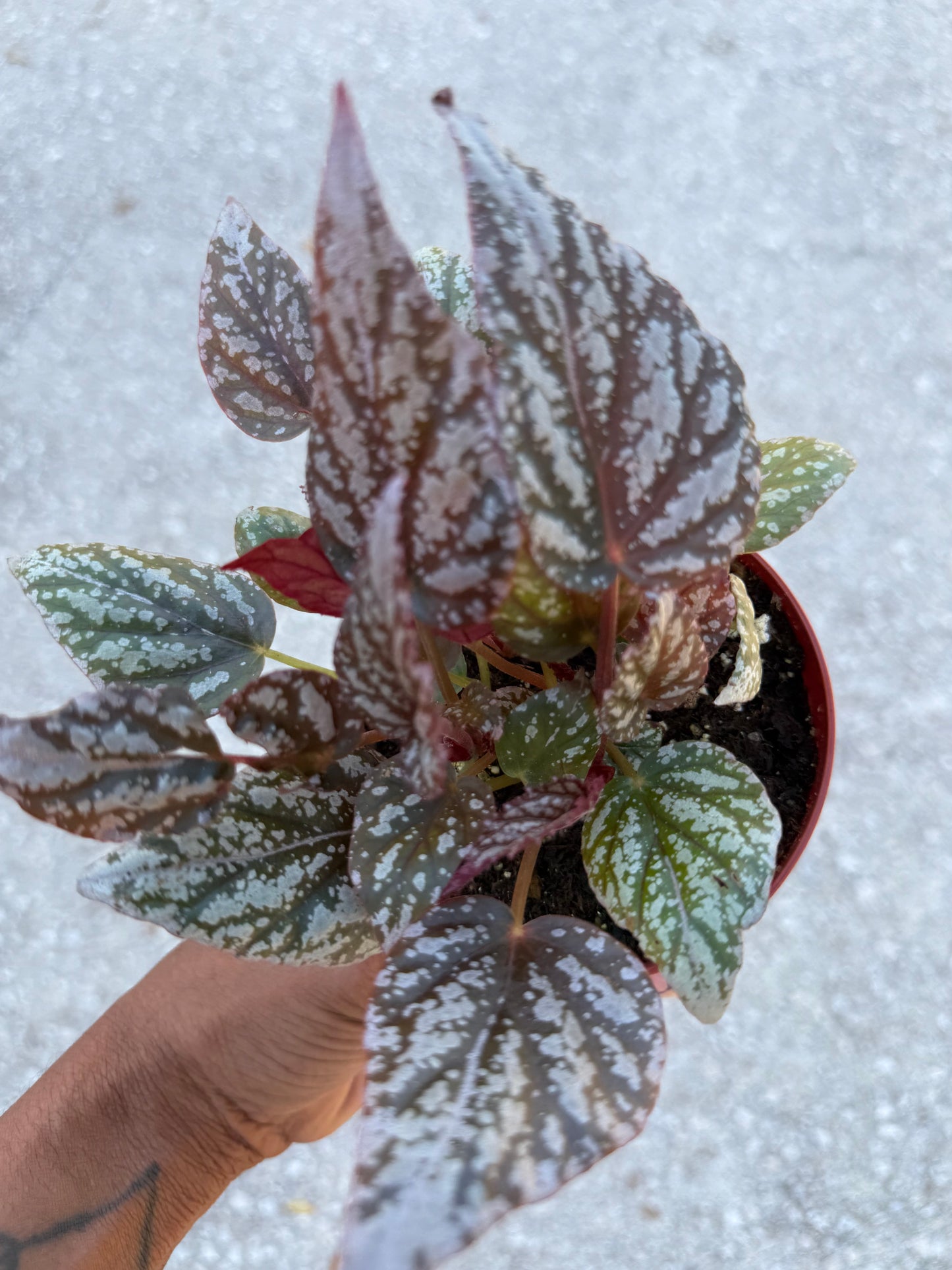 Begonia Rex ‘Jolly Silver’