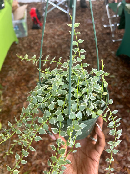 Dischidia 'Million Hearts' Variegated