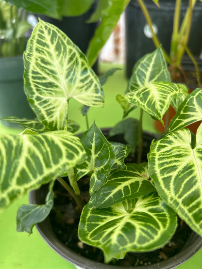 Syngonium Batik