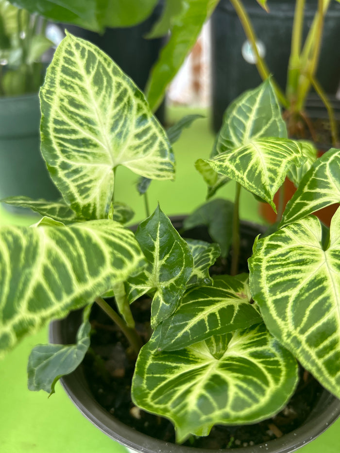Syngonium Batik