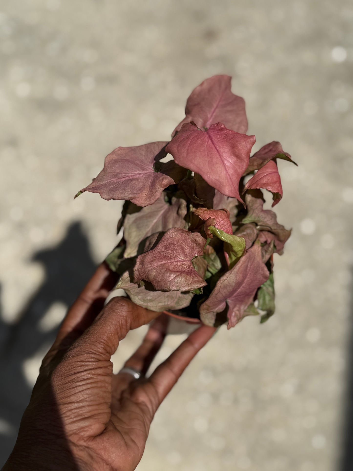 Syngonium 'Pink Perfection'